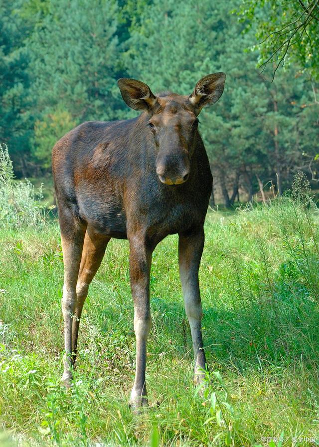 四不像今晚必中一肖,专业解读操行解决_INF77.446运动版