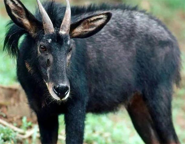 四不像正版免费资料查询,高效计划实施_RFW77.631颠覆版