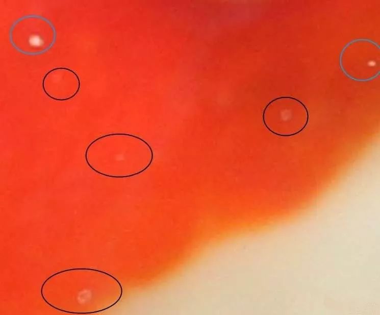 白点最新技术深度解析与应用展望