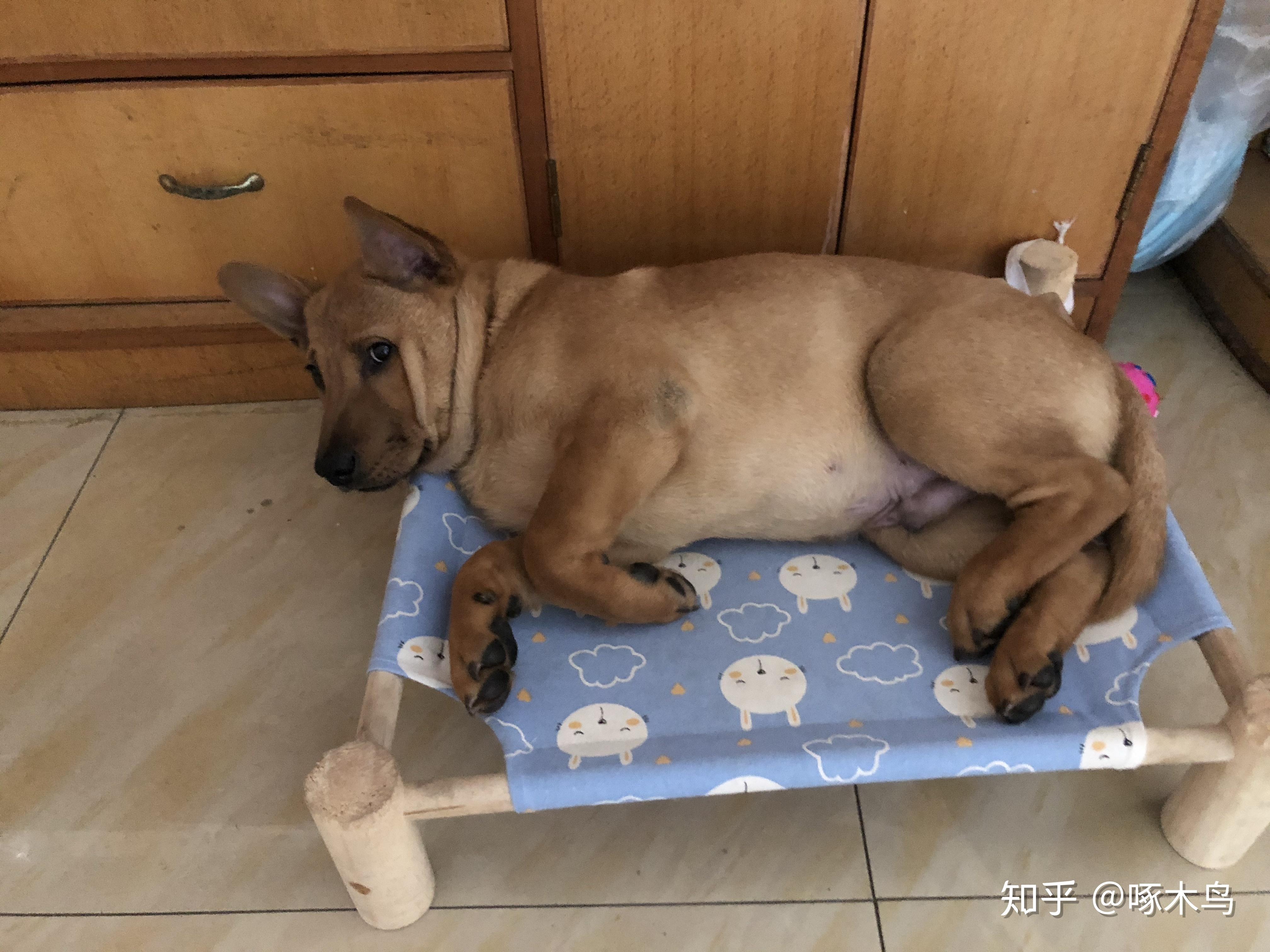 趴趴狗最新动态,学习进步,自信闪耀新篇章