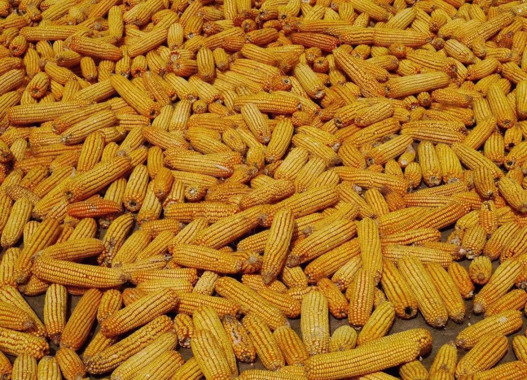 双鸭山玉米价格最新行情及分析概述