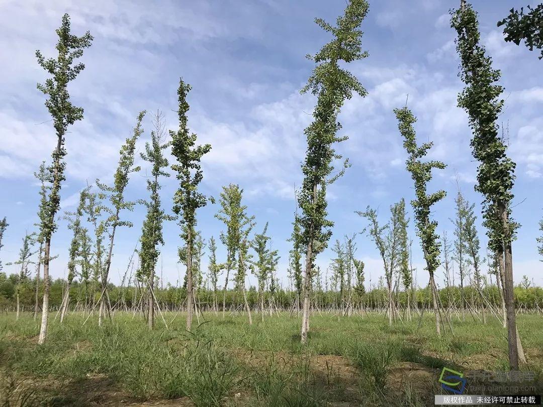 金盏乡腾退最新动态，蜕变自信，共舞未来之光