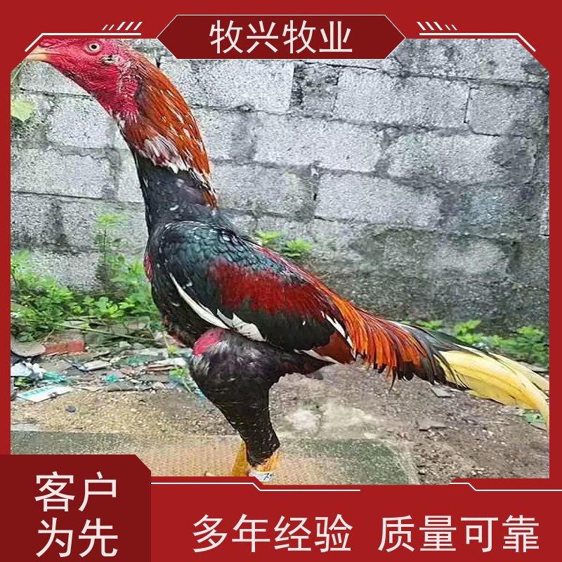 斗鸡激战视频与美景中的心灵之旅