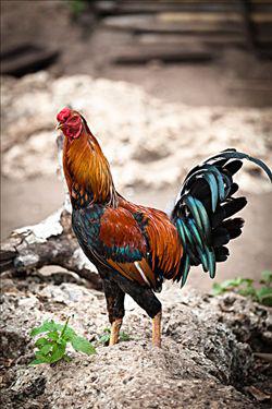 斗鸡激战视频与美景中的心灵之旅