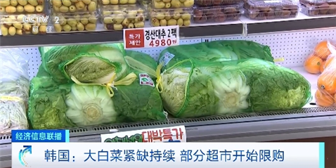 今冬大白菜价格预测及分析