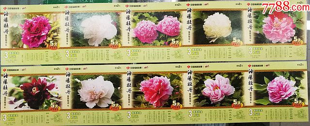 洛阳牡丹价格的深度解析,从初探到熟知