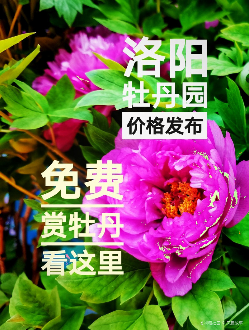 洛阳牡丹价格的深度解析,从初探到熟知