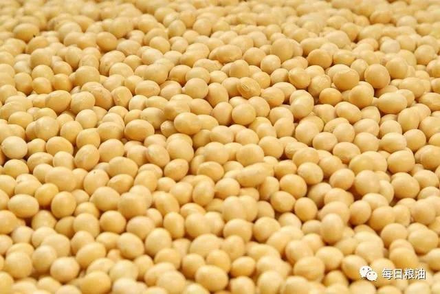 豆类进口价格行情分析与趋势预测