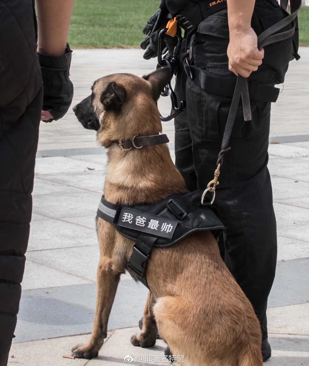 现代驱狗新装备观点论述与解析