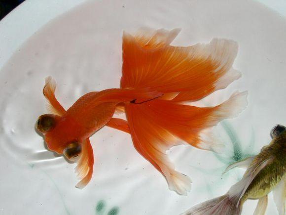 金鱼眼明星的独特魅力与风采
