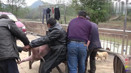 科技重塑杀猪业,最新杀猪技术引领新纪元体验