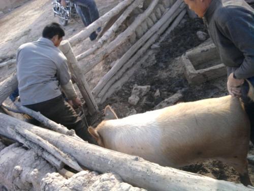 科技重塑杀猪业,最新杀猪技术引领新纪元体验