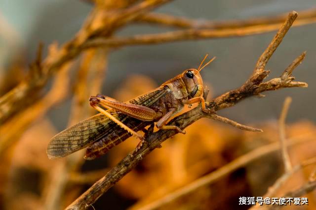 揭秘蝗灾背后的真相,最新动态与防治策略探索