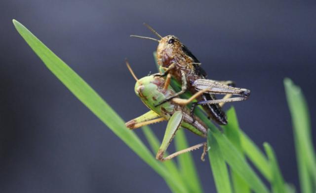 揭秘蝗灾背后的真相,最新动态与防治策略探索