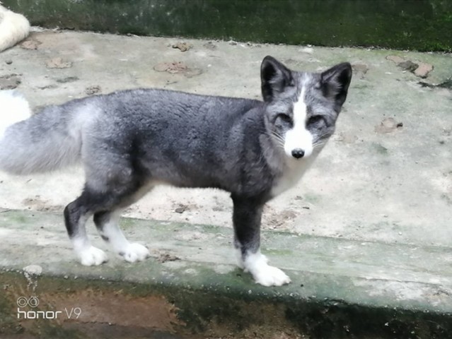 兰狐最新价格，高科技产品引领智能生活新体验