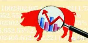 农业部最新猪价新闻，家园猪价动态与爱的传递