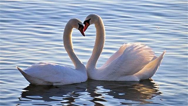 澳门白天鹅六肖12码是多少,可靠执行操作方式_UAF79.601钻石版