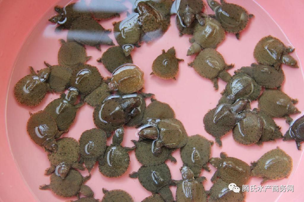 甲鱼最新价格论述与分析