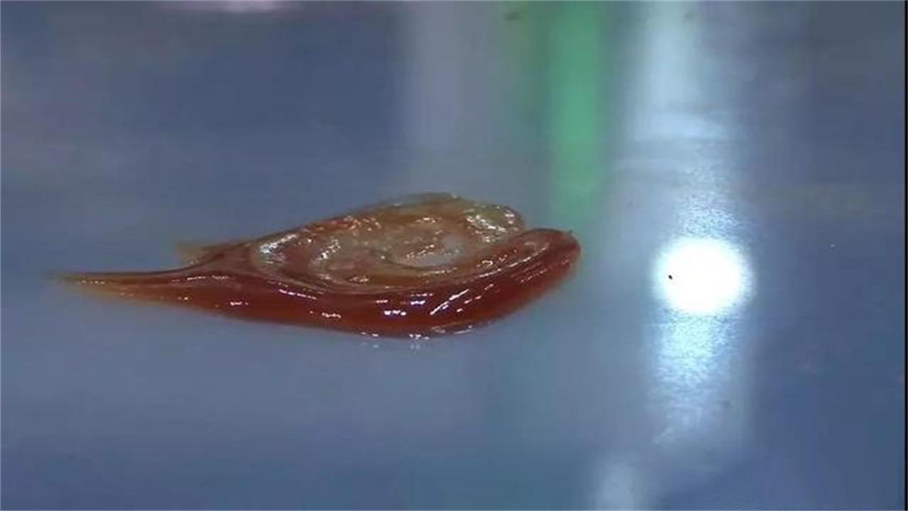 最新铲子全面教程，从新手到进阶用户的使用指南