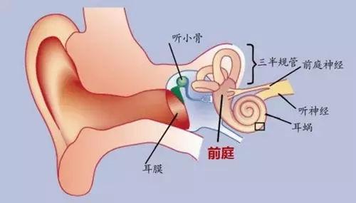 探索耳石科学前沿，最新进展与奥秘揭秘