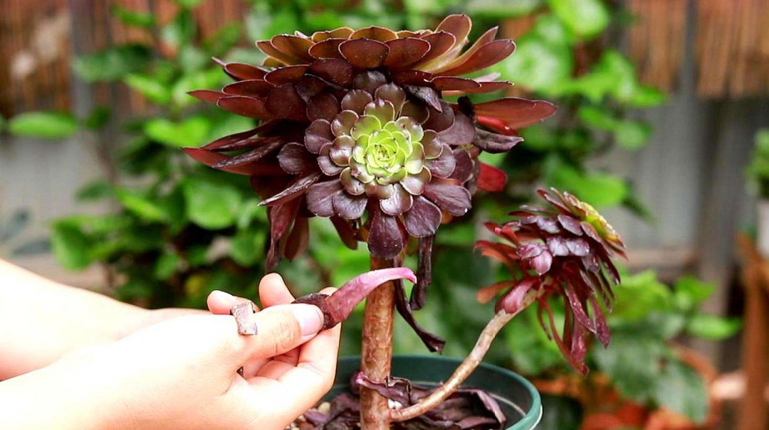 掌握法师最新核心技能,奇幻之旅等你引领