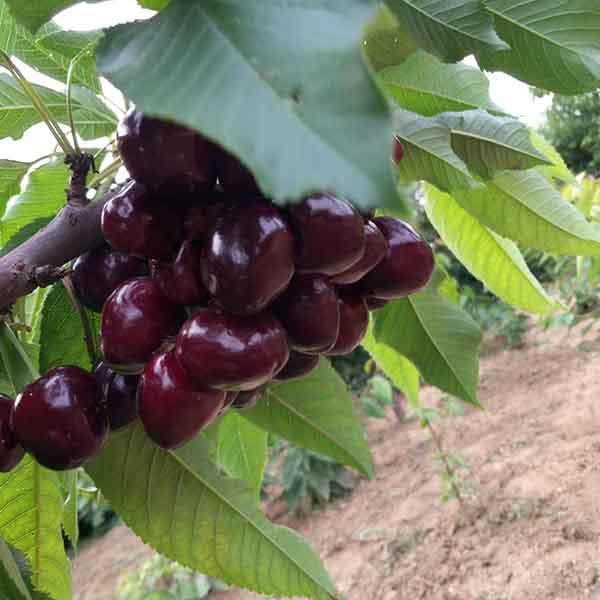 最新特大樱桃品种及其种植指南