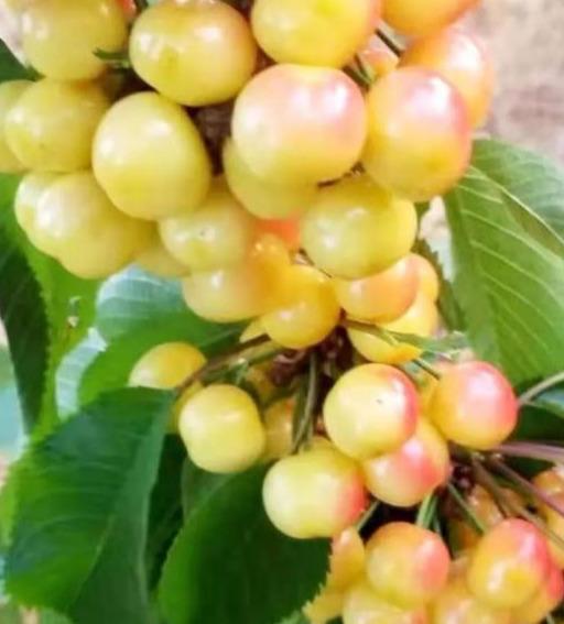 最新特大樱桃品种及其种植指南