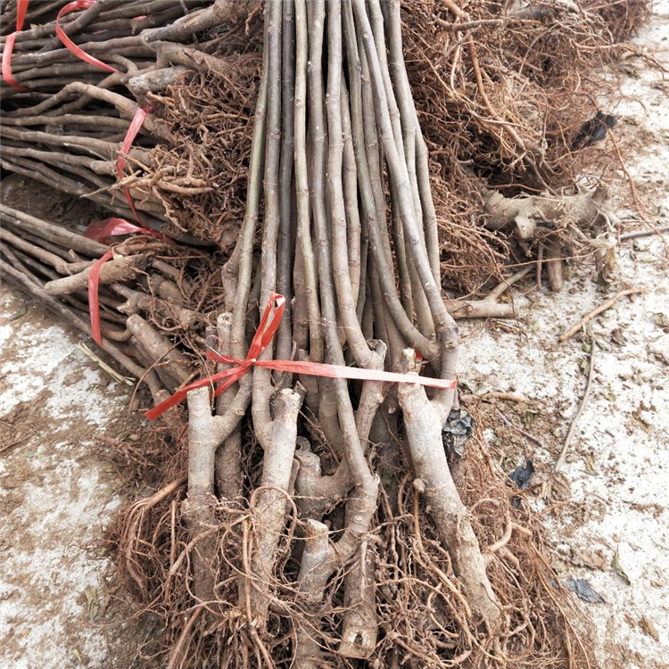 无花果最新科技事件,重塑未来生活体验的巨献